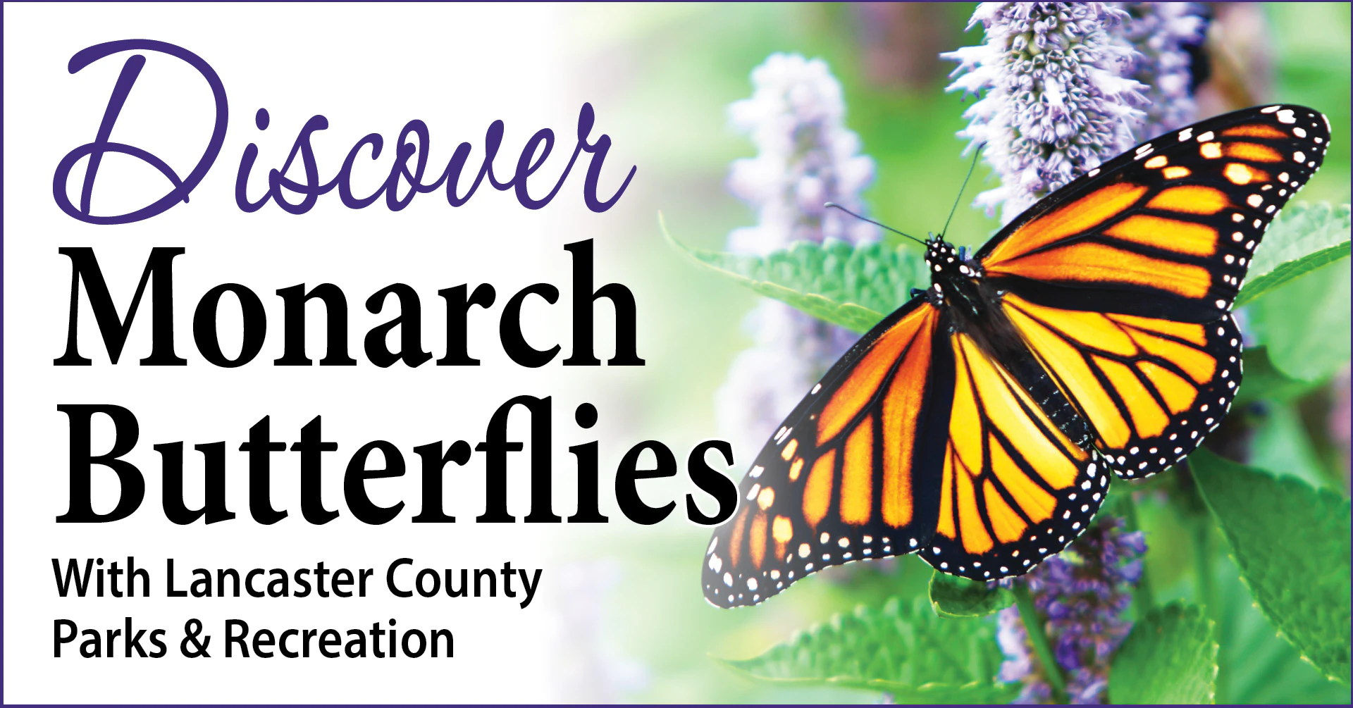 Monarch butterfly on purple flowers with event text